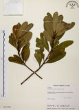 中文名:大頭茶(S013783)學名:Gordonia axillaris (Roxb.) Dietr.(S013783)英文名:Taiwan Gordonia
