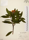 中文名:大頭茶(S014358)學名:Gordonia axillaris (Roxb.) Dietr.(S014358)英文名:Taiwan Gordonia