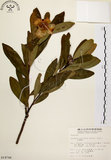 中文名:大頭茶(S014744)學名:Gordonia axillaris (Roxb.) Dietr.(S014744)英文名:Taiwan Gordonia
