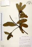 中文名:大頭茶(S015499)學名:Gordonia axillaris (Roxb.) Dietr.(S015499)英文名:Taiwan Gordonia