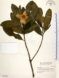 中文名:大頭茶(S016742)學名:Gordonia axillaris (Roxb.) Dietr.(S016742)英文名:Taiwan Gordonia