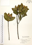 中文名:大頭茶(S018083)學名:Gordonia axillaris (Roxb.) Dietr.(S018083)英文名:Taiwan Gordonia