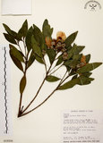 中文名:大頭茶(S018206)學名:Gordonia axillaris (Roxb.) Dietr.(S018206)英文名:Taiwan Gordonia