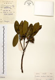 中文名:大頭茶(S030218)學名:Gordonia axillaris (Roxb.) Dietr.(S030218)英文名:Taiwan Gordonia