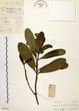 中文名:大頭茶(S032783)學名:Gordonia axillaris (Roxb.) Dietr.(S032783)英文名:Taiwan Gordonia
