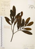 中文名:大頭茶(S033008)學名:Gordonia axillaris (Roxb.) Dietr.(S033008)英文名:Taiwan Gordonia