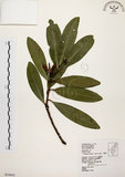 中文名:大頭茶(S034455)學名:Gordonia axillaris (Roxb.) Dietr.(S034455)英文名:Taiwan Gordonia