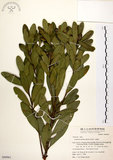 中文名:大頭茶(S049961)學名:Gordonia axillaris (Roxb.) Dietr.(S049961)英文名:Taiwan Gordonia