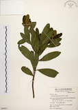 中文名:大頭茶(S050017)學名:Gordonia axillaris (Roxb.) Dietr.(S050017)英文名:Taiwan Gordonia