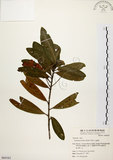 中文名:大頭茶(S064163)學名:Gordonia axillaris (Roxb.) Dietr.(S064163)英文名:Taiwan Gordonia