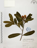 中文名:大頭茶(S065622)學名:Gordonia axillaris (Roxb.) Dietr.(S065622)英文名:Taiwan Gordonia