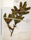 中文名:大頭茶(S068219)學名:Gordonia axillaris (Roxb.) Dietr.(S068219)英文名:Taiwan Gordonia
