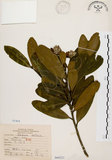 中文名:大頭茶(S068221)學名:Gordonia axillaris (Roxb.) Dietr.(S068221)英文名:Taiwan Gordonia