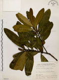 中文名:大頭茶(S068222)學名:Gordonia axillaris (Roxb.) Dietr.(S068222)英文名:Taiwan Gordonia