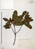 中文名:大頭茶(S068228)學名:Gordonia axillaris (Roxb.) Dietr.(S068228)英文名:Taiwan Gordonia