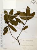 中文名:大頭茶(S068229)學名:Gordonia axillaris (Roxb.) Dietr.(S068229)英文名:Taiwan Gordonia