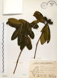 中文名:大頭茶(S068231)學名:Gordonia axillaris (Roxb.) Dietr.(S068231)英文名:Taiwan Gordonia