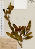 中文名:大頭茶(S068232)學名:Gordonia axillaris (Roxb.) Dietr.(S068232)英文名:Taiwan Gordonia