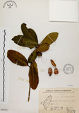 中文名:大頭茶(S068255)學名:Gordonia axillaris (Roxb.) Dietr.(S068255)英文名:Taiwan Gordonia