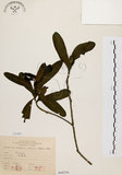 中文名:大頭茶(S068256)學名:Gordonia axillaris (Roxb.) Dietr.(S068256)英文名:Taiwan Gordonia