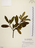 中文名:大頭茶(S071837)學名:Gordonia axillaris (Roxb.) Dietr.(S071837)英文名:Taiwan Gordonia