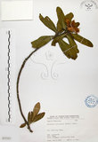 中文名:大頭茶(S072323)學名:Gordonia axillaris (Roxb.) Dietr.(S072323)英文名:Taiwan Gordonia