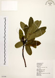 中文名:大頭茶(S072368)學名:Gordonia axillaris (Roxb.) Dietr.(S072368)英文名:Taiwan Gordonia