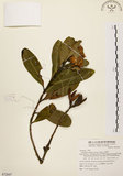 中文名:大頭茶(S072647)學名:Gordonia axillaris (Roxb.) Dietr.(S072647)英文名:Taiwan Gordonia