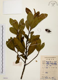中文名:大頭茶(S085153)學名:Gordonia axillaris (Roxb.) Dietr.(S085153)英文名:Taiwan Gordonia