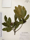 中文名:大頭茶(S086014)學名:Gordonia axillaris (Roxb.) Dietr.(S086014)英文名:Taiwan Gordonia