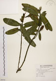 中文名:大頭茶(S090794)學名:Gordonia axillaris (Roxb.) Dietr.(S090794)英文名:Taiwan Gordonia