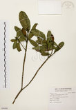 中文名:大頭茶(S090800)學名:Gordonia axillaris (Roxb.) Dietr.(S090800)英文名:Taiwan Gordonia