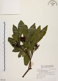 中文名:大頭茶(S091184)學名:Gordonia axillaris (Roxb.) Dietr.(S091184)英文名:Taiwan Gordonia