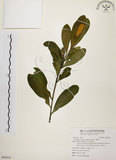 中文名:大頭茶(S093014)學名:Gordonia axillaris (Roxb.) Dietr.(S093014)英文名:Taiwan Gordonia