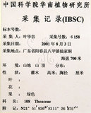 中文名:大頭茶(S101748)學名:Gordonia axillaris (Roxb.) Dietr.(S101748)英文名:Taiwan Gordonia