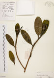 中文名:大頭茶(S101804)學名:Gordonia axillaris (Roxb.) Dietr.(S101804)英文名:Taiwan Gordonia