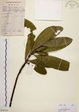 中文名:大頭茶(S103104)學名:Gordonia axillaris (Roxb.) Dietr.(S103104)英文名:Taiwan Gordonia