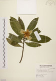 中文名:大頭茶(S105395)學名:Gordonia axillaris (Roxb.) Dietr.(S105395)英文名:Taiwan Gordonia
