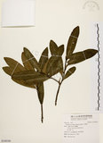 中文名:大頭茶(S108386)學名:Gordonia axillaris (Roxb.) Dietr.(S108386)英文名:Taiwan Gordonia