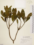 中文名:大頭茶(S108387)學名:Gordonia axillaris (Roxb.) Dietr.(S108387)英文名:Taiwan Gordonia