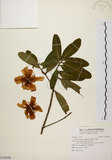 中文名:大頭茶(S108388)學名:Gordonia axillaris (Roxb.) Dietr.(S108388)英文名:Taiwan Gordonia