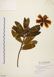 中文名:大頭茶(S108389)學名:Gordonia axillaris (Roxb.) Dietr.(S108389)英文名:Taiwan Gordonia