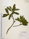 中文名:大頭茶(S118669)學名:Gordonia axillaris (Roxb.) Dietr.(S118669)英文名:Taiwan Gordonia
