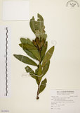 中文名:大頭茶(S119471)學名:Gordonia axillaris (Roxb.) Dietr.(S119471)英文名:Taiwan Gordonia