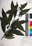 中文名:臺北玉葉金花(S125507)學名:Mussaenda taihokuensis Masam.(S125507)中文別名:台北玉葉金花