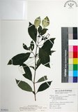 中文名:寶島玉葉金花(S119212)學名:Mussaenda formosanum (Matsum.) T. Y. A. Yang & K. C. Huang(S119212)