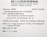 中文名:寶島玉葉金花(S125506)學名:Mussaenda formosanum (Matsum.) T. Y. A. Yang & K. C. Huang(S125506)