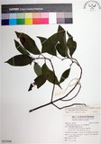 中文名:寶島玉葉金花(S125506)學名:Mussaenda formosanum (Matsum.) T. Y. A. Yang & K. C. Huang(S125506)