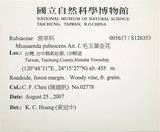 中文名:寶島玉葉金花(S126353)學名:Mussaenda formosanum (Matsum.) T. Y. A. Yang & K. C. Huang(S126353)