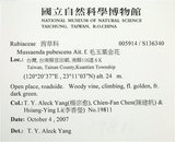 中文名:寶島玉葉金花(S136340)學名:Mussaenda formosanum (Matsum.) T. Y. A. Yang & K. C. Huang(S136340)